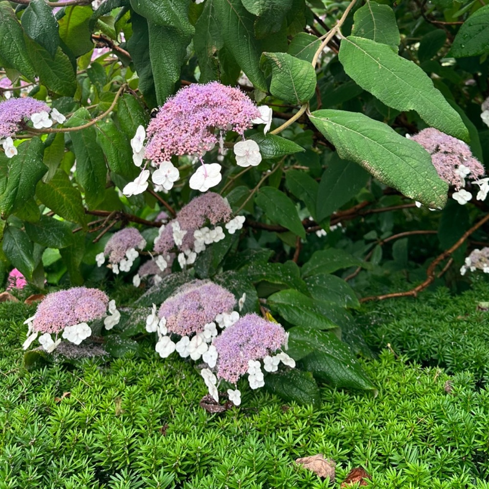 Meet your Posher, Marie